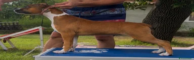 American Staffordshire 2