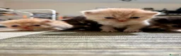 Persiano gatti in vendita: 4 cuccioli persiani  - Annuncio 3