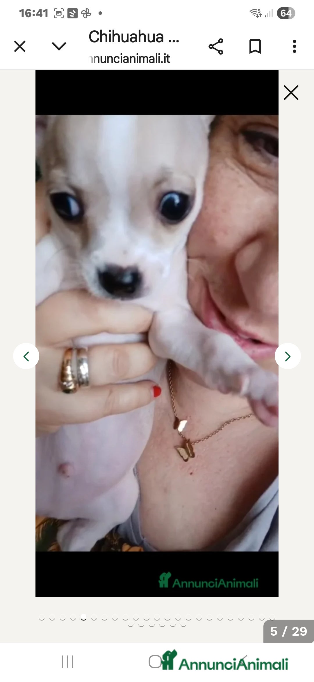 Chihuahua cani in vendita: Cuccioli chihuahua - Annuncio 30