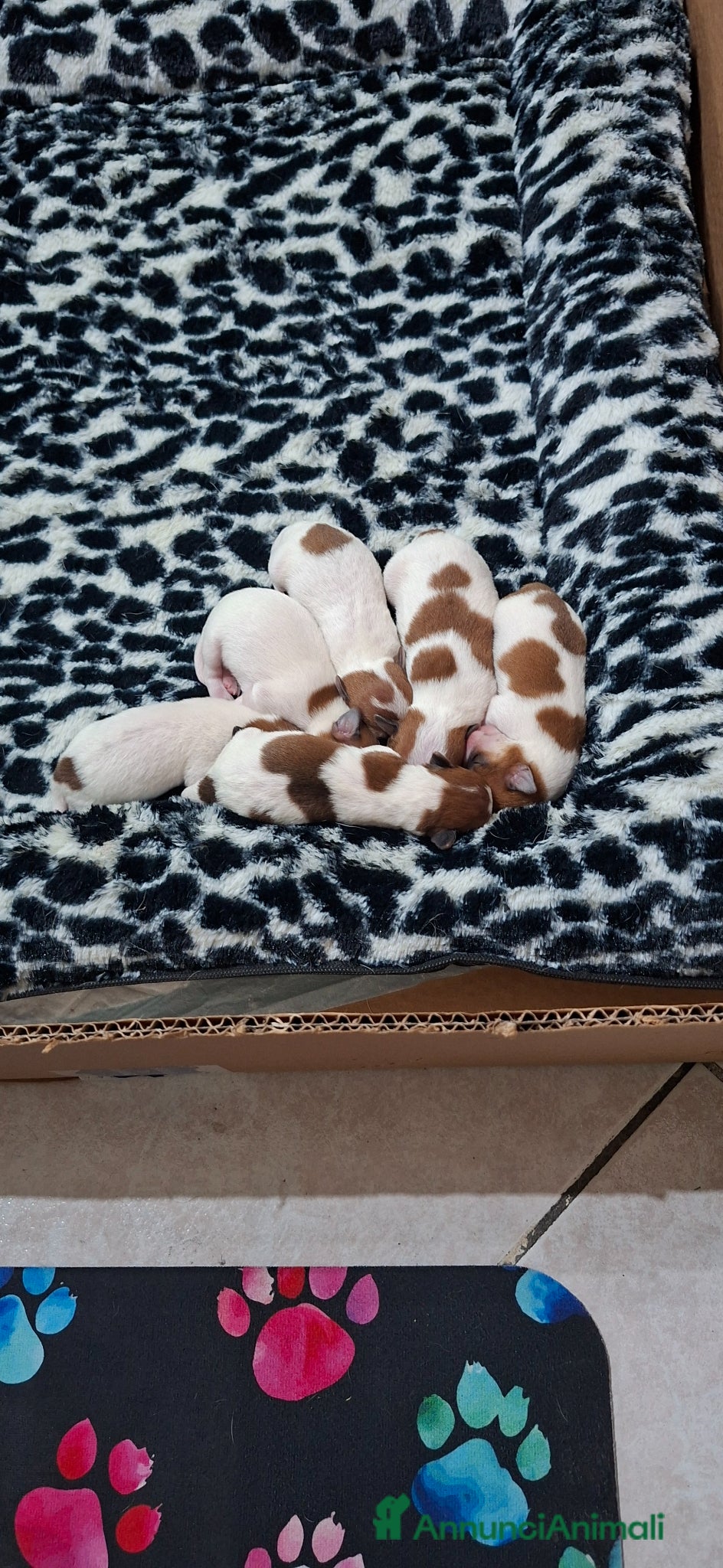 Jack Russell cani Vendiita  - Annuncio 1