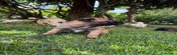 Beagle cani in vendita: Pastore belga Malinois  - Annuncio 20
