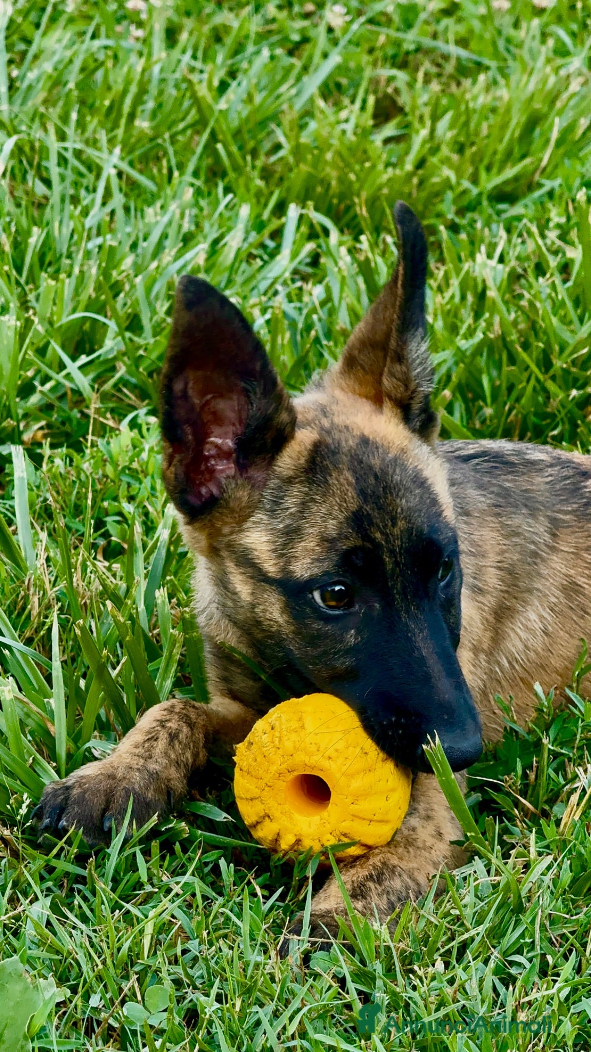 Pastore Olandese cani Cuccioli di pastore olandese con pedigree - Annuncio 1