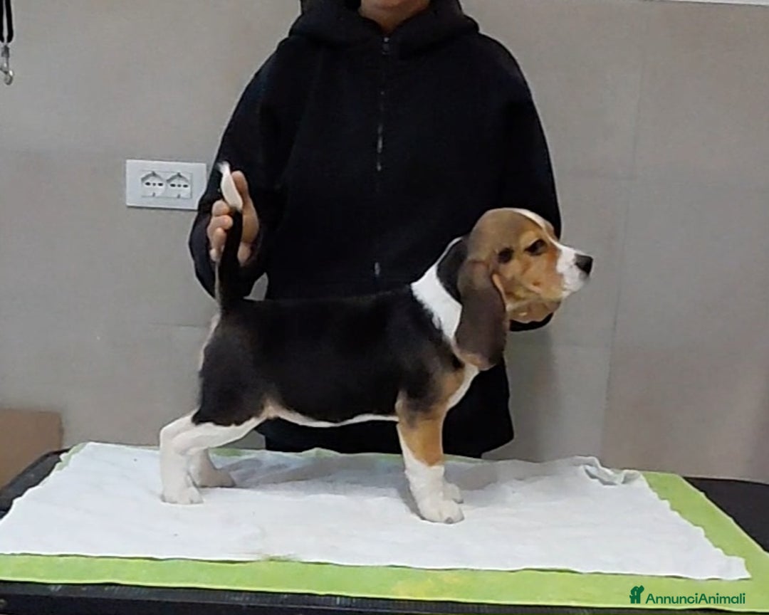 Beagle cani in vendita: Cuccioli Beagle - Annuncio 2
