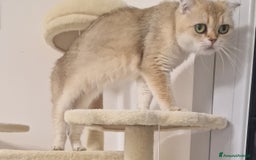 Scottish gatti per accoppiamento: Sccottish fold - Annuncio 1