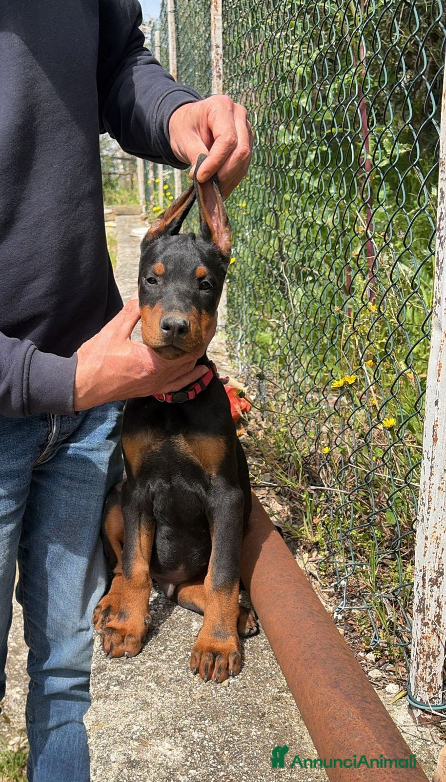Dobermann cani DOBERMANN cuccioli - Annuncio 12