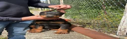 Dobermann cani in vendita: DOBERMANN cuccioli - Annuncio 1