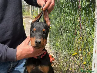 Dobermann cani DOBERMANN cuccioli - Annuncio 12