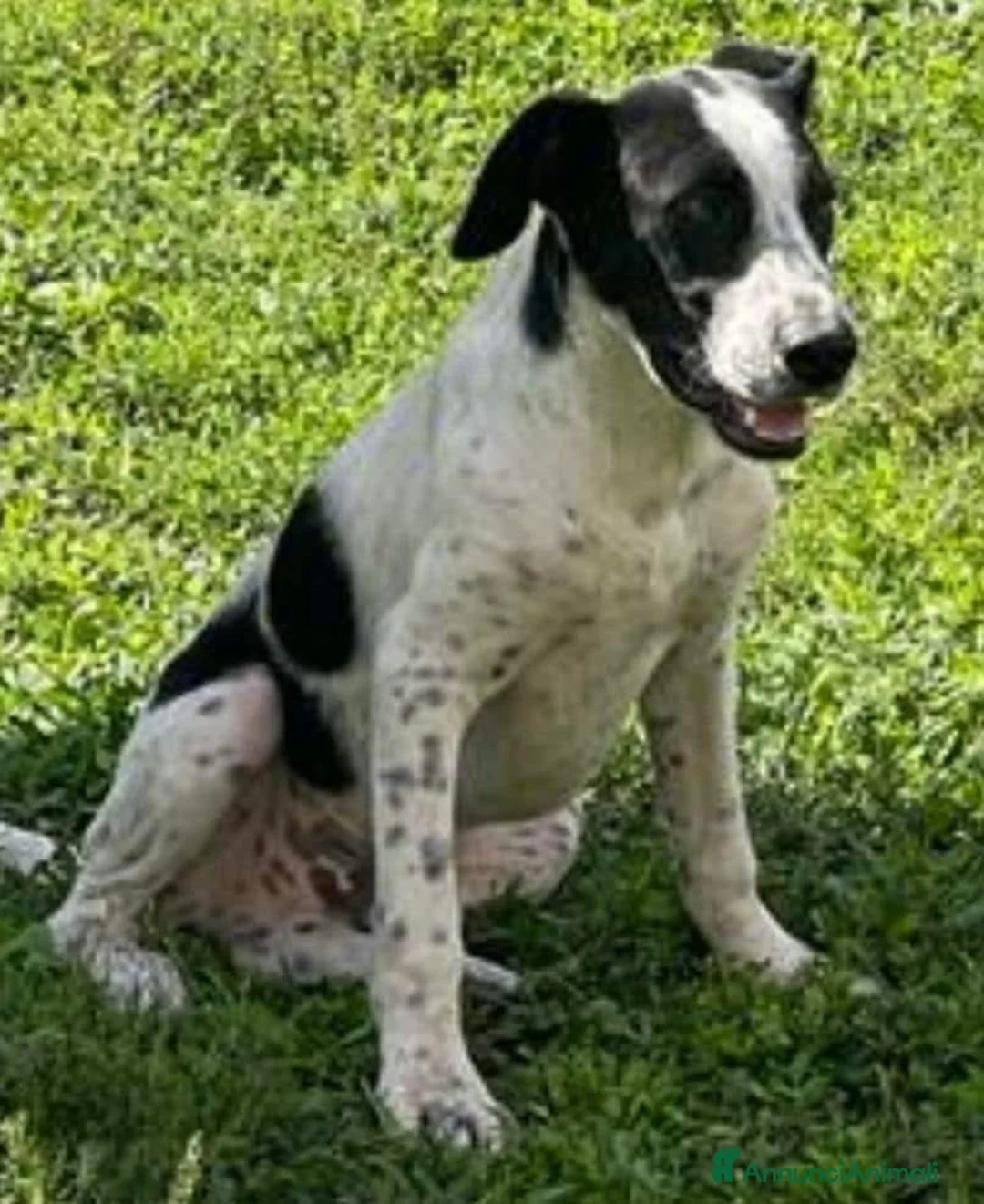 Meticcio cani in regalo: Incrocio con bracco (LEO) - Annuncio 4