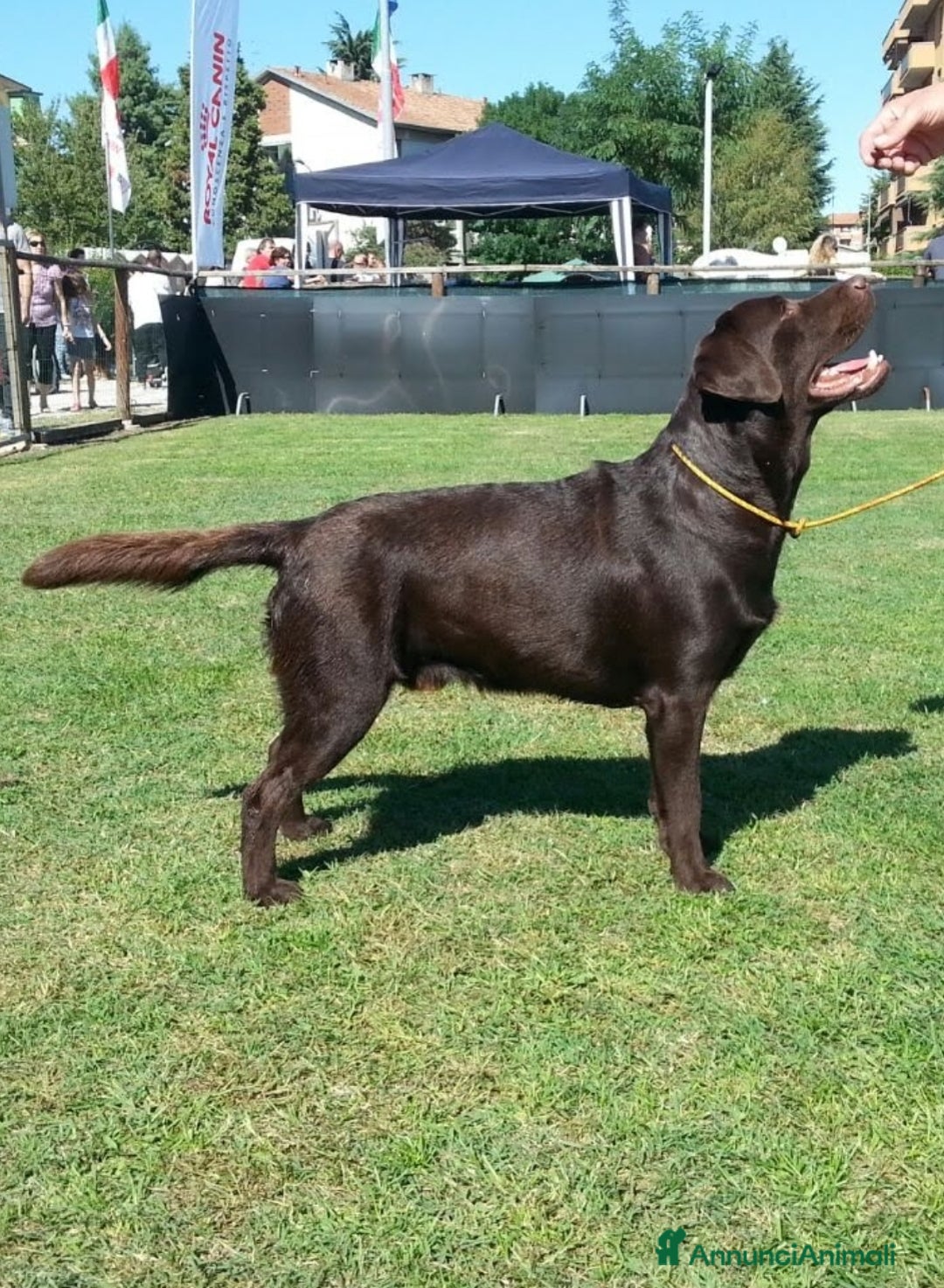 Labrador cani per accoppiamento: Stallone labrador cioccolato per monta  - Annuncio 1