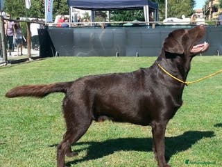 Labrador cani Stallone labrador cioccolato per monta - Annuncio 2