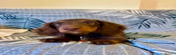 Bassotto cani in vendita: Bassotto a pelo lungo focato  a Provincia di Barletta-Andria-Trani - Annuncio 2