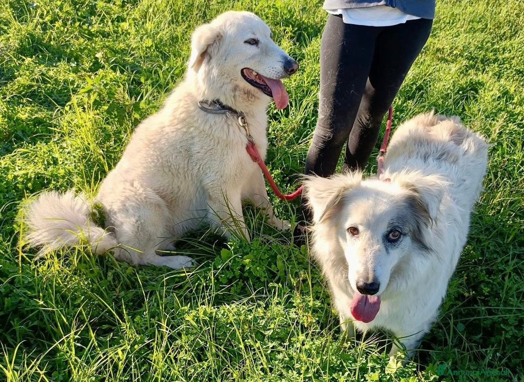 Meticcio cani in regalo: Titty e tony due splendidi angeli reclusi  - Annuncio 1