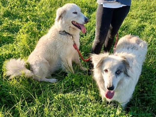 Meticcio cani Titty e tony due splendidi angeli reclusi - Annuncio 3