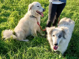 Meticcio cani Titty e tony due splendidi angeli reclusi - Annuncio 27