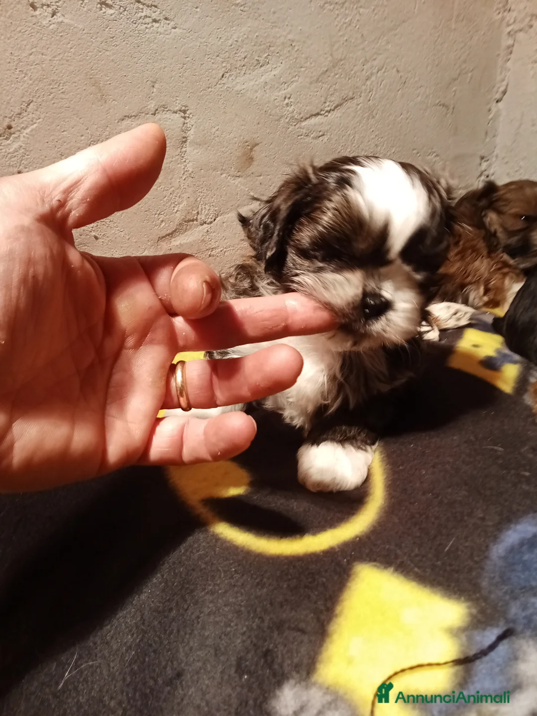 Shih Tzu cani in vendita: Splendidi cuccioli di Shitzu  - Annuncio 7