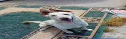 Meticcio cani in regalo: SPRITZ - Annuncio 2