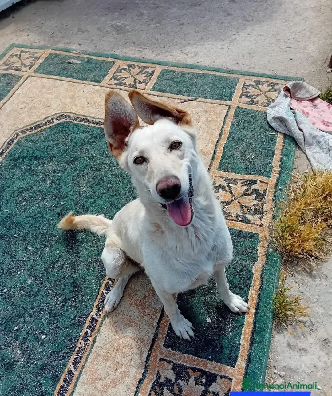 Meticcio cani in regalo: SPRITZ - Annuncio 2