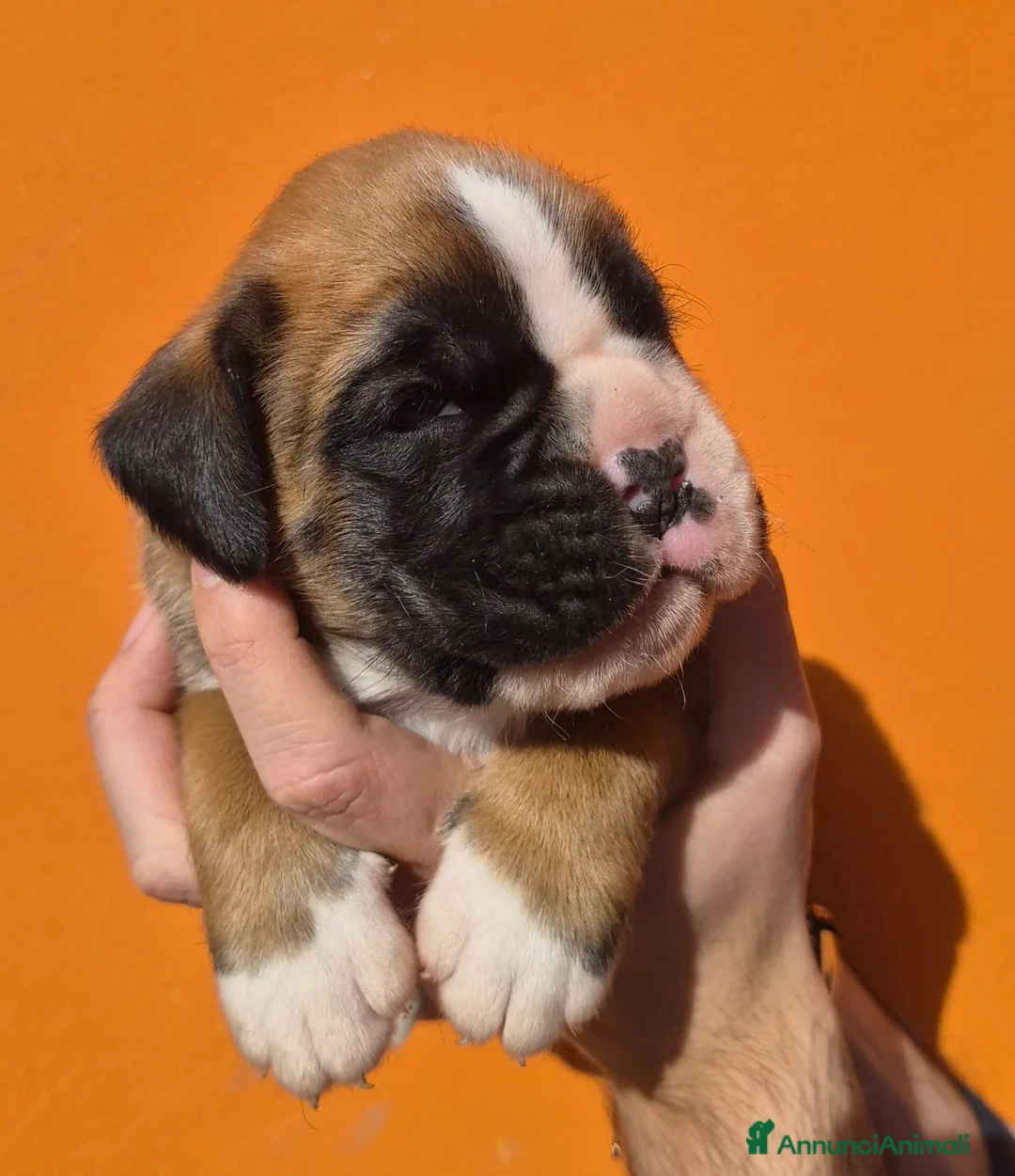 Boxer cani in vendita: Boxer cuccioli - Annuncio 3