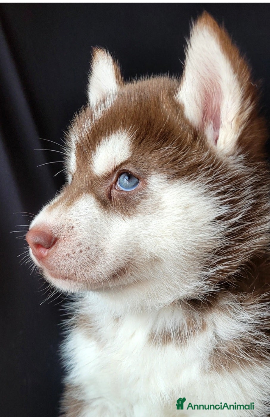 Husky cani SIBERIAN HUSKY CUCCIOLATA CON PEDIGREE  - Annuncio 6