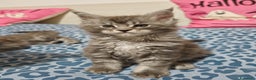 Maine Coon gatti in vendita: Cucciola di Maine coon con pedigree - Annuncio 4