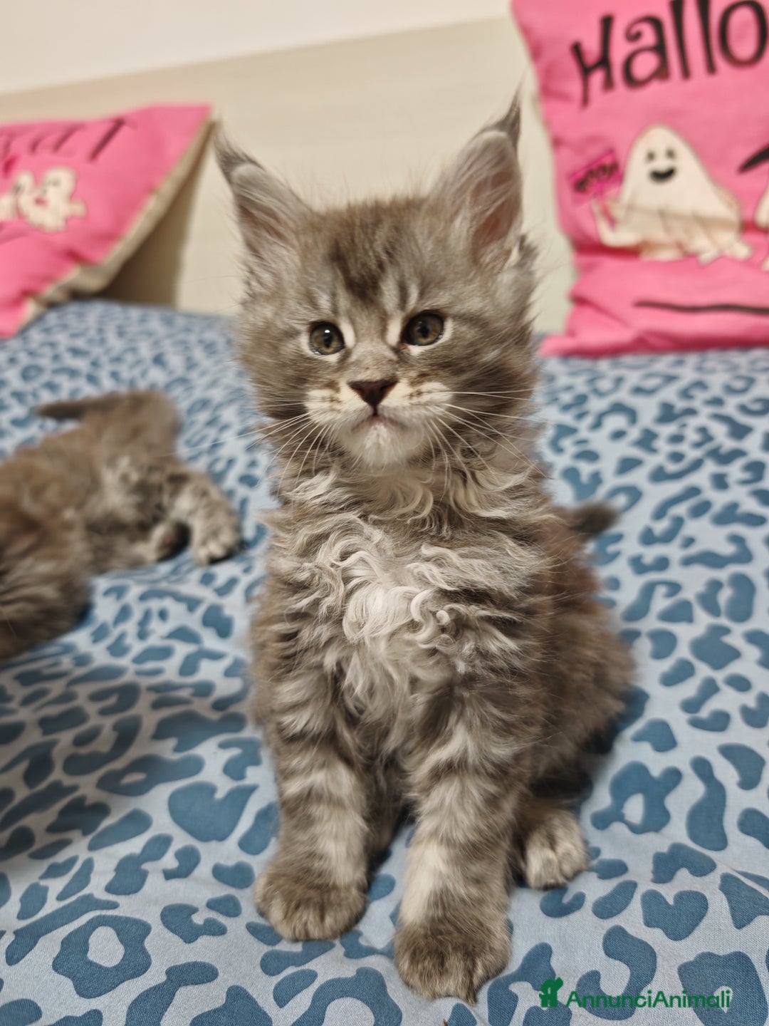 Maine Coon gatti in vendita: Cucciola di Maine coon con pedigree - Annuncio 4