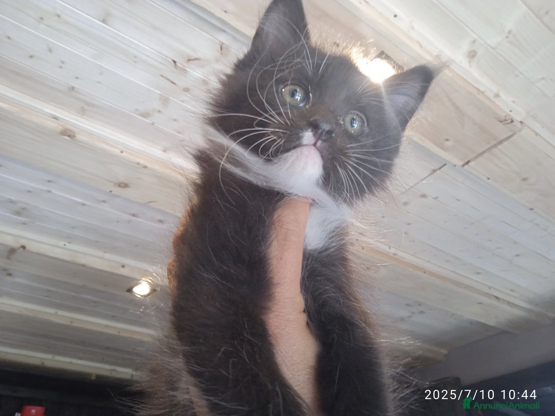 Maine Coon gatti in vendita: Maine coon con pedigree ENFI  a Provincia autonoma di Trento - Immagine 4