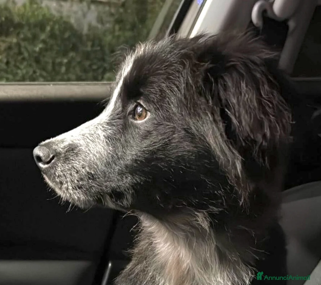 Meticcio cani in regalo: Cucciolo derivato Border Collie 3 mesi - Annuncio 1