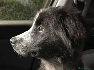 Meticcio cani Cucciolo derivato Border Collie 3 mesi - Annuncio 5