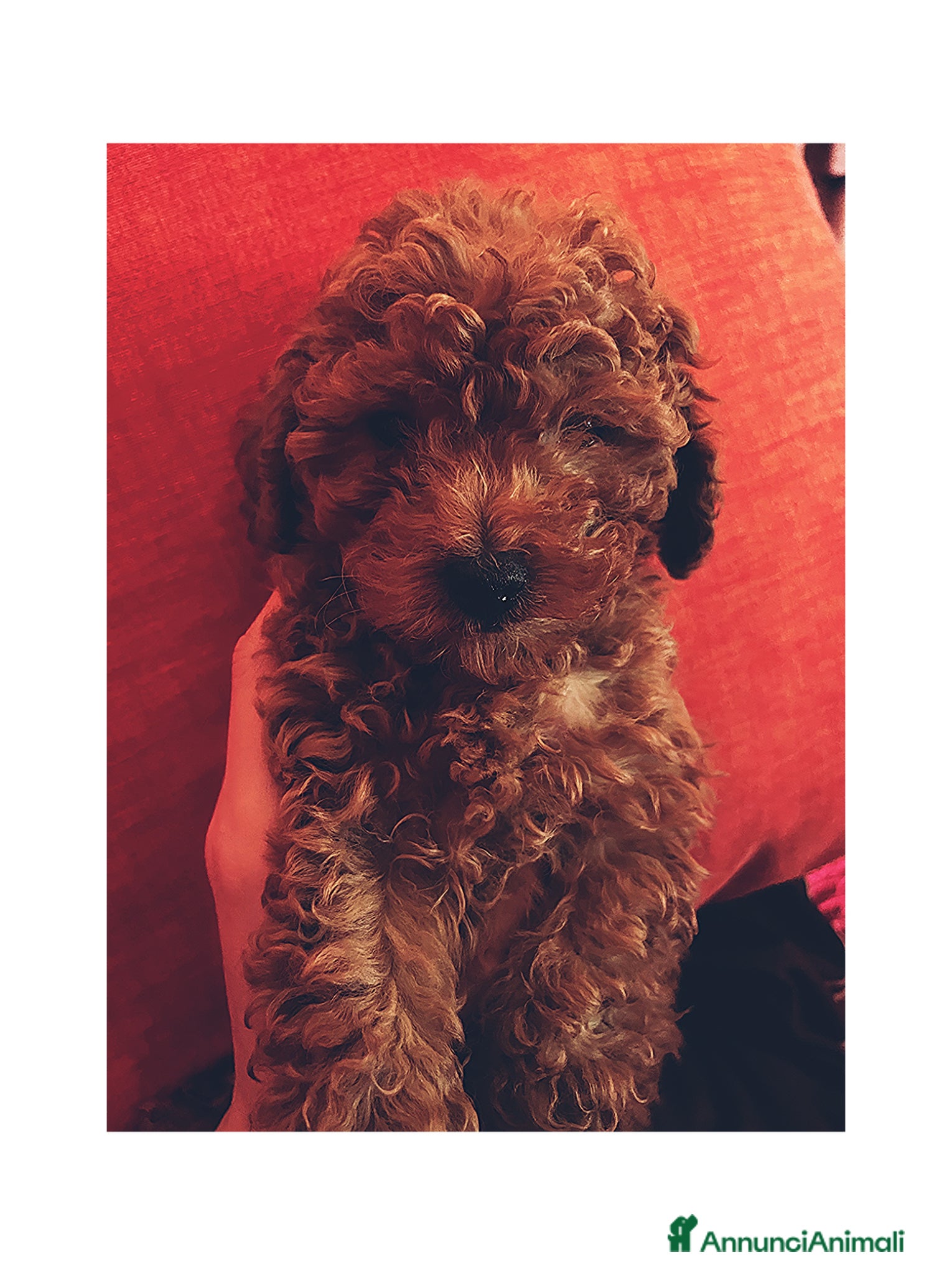 Barboncino Toy cani Barboncini mini toy - Annuncio 7