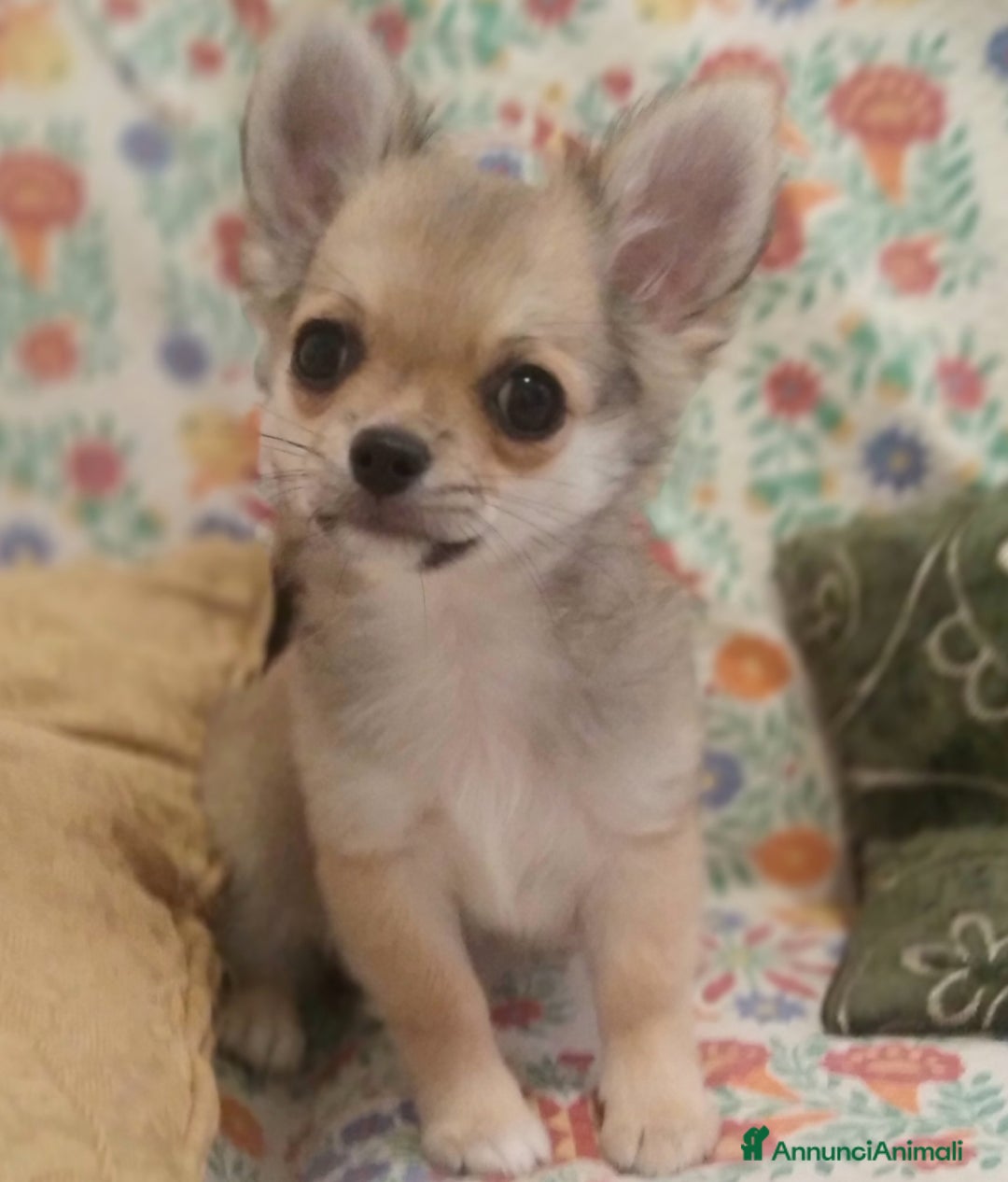 Chihuahua cani in vendita: Chihuahua Femmina a pelo lungo con Pedegree Enci  - Annuncio 10