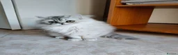 Persiano gatti in vendita: Cucciola persiana Chinchilla  - Annuncio 6