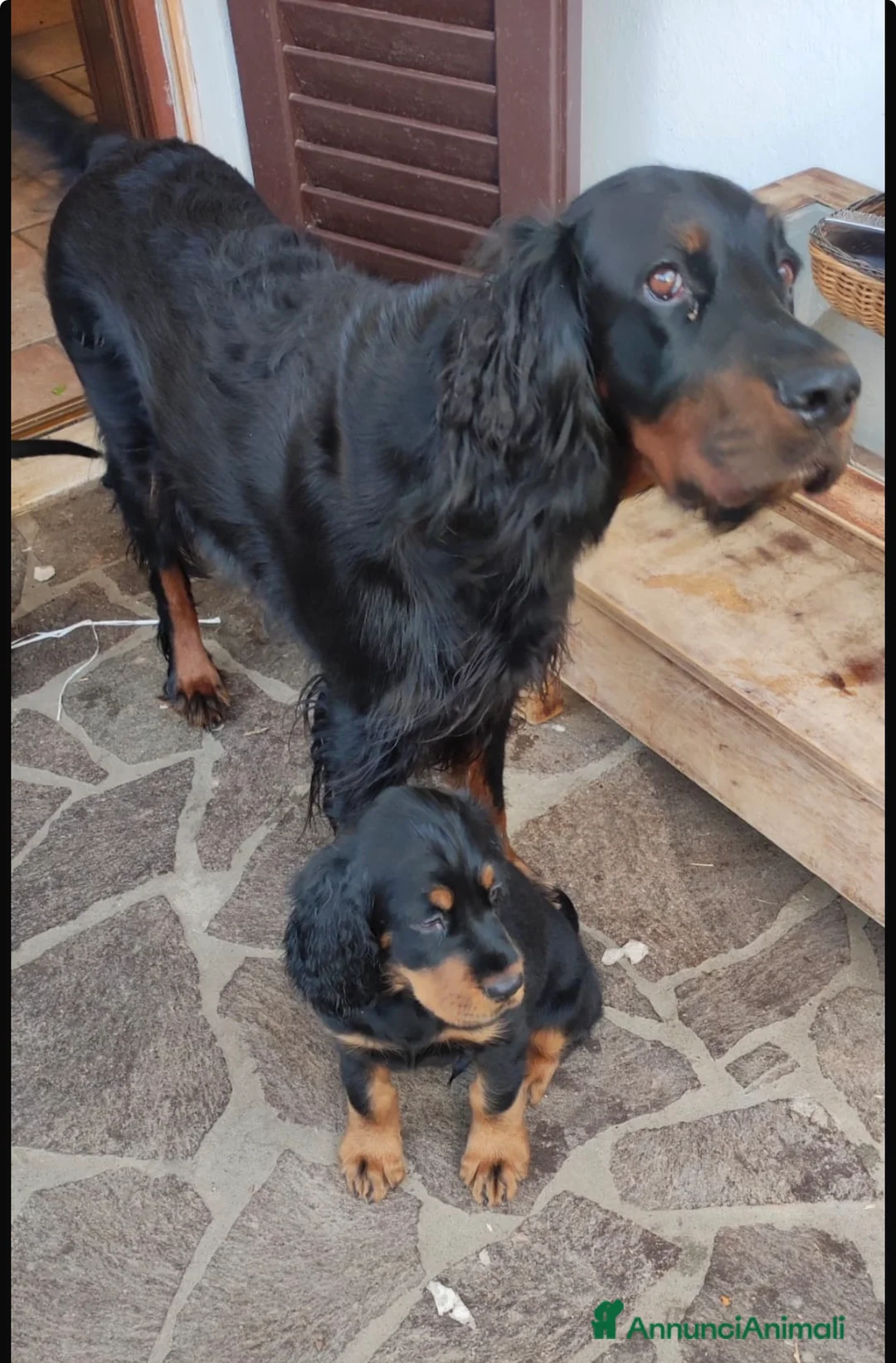 Setter Gordon cani in vendita: Cucciolo setter Gordon  - Annuncio 6