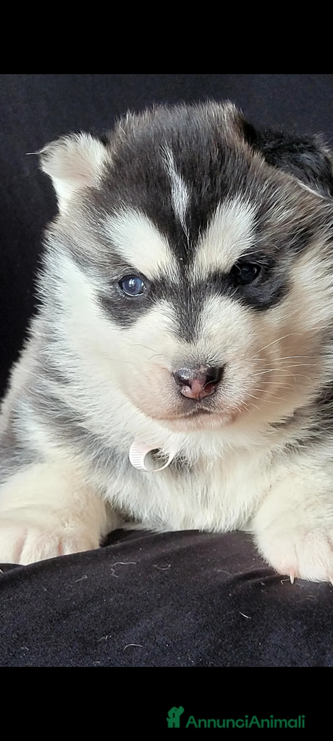 Husky cani in vendita: SIBERIAN HUSKY CUCCIOLATA CON PEDIGREE  - Annuncio 5