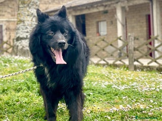 Meticcio cani NOE' FINO AL TUO ULTIMO RESPIRO NON CI ARRENDIAMO - Annuncio 33