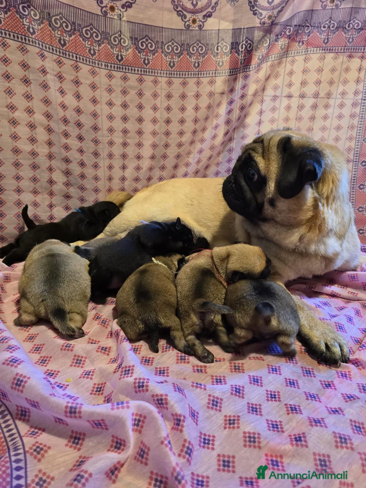 Carlino cani Cuccioli carlino con pedigree ENCI  - Annuncio 1