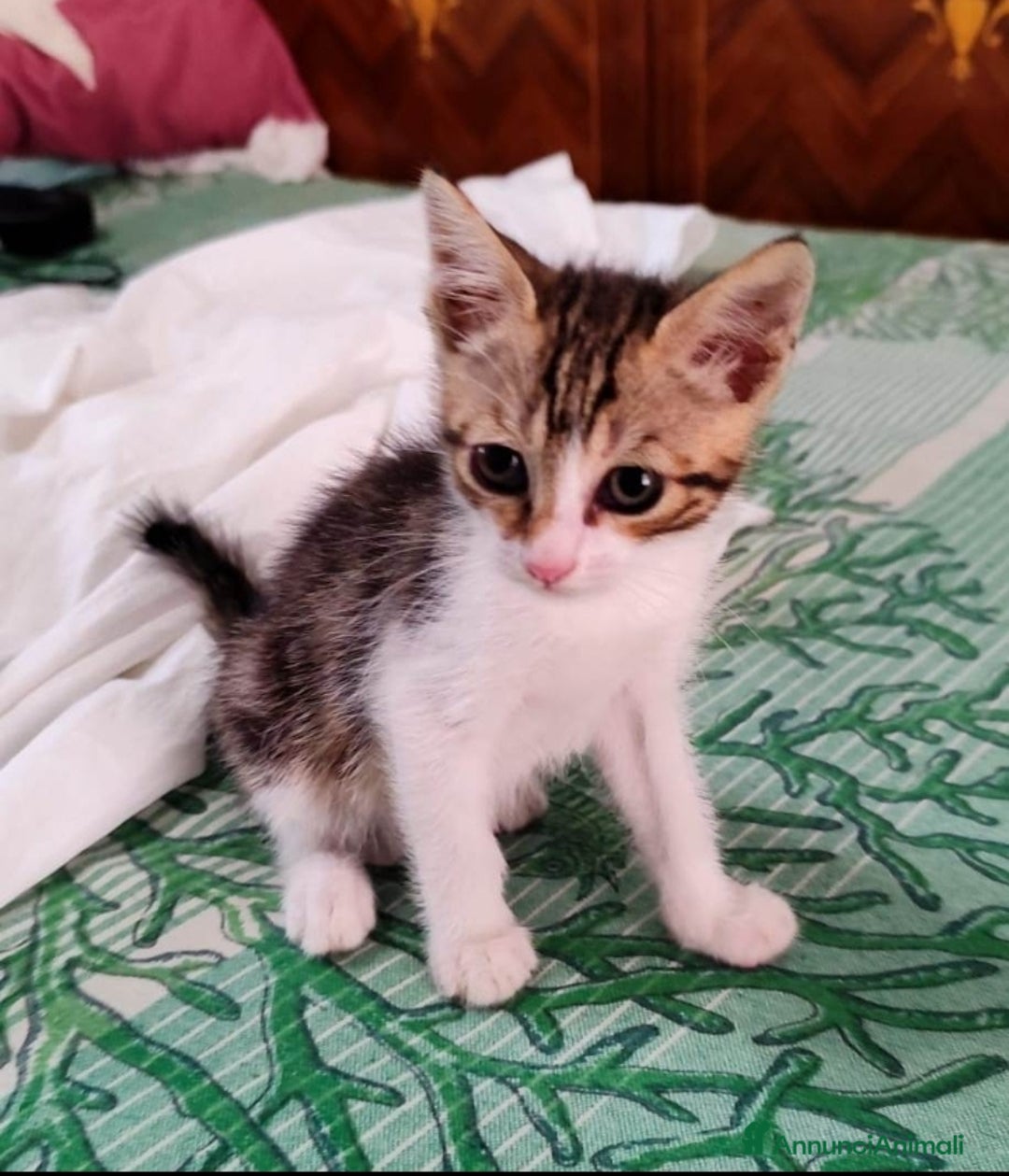 Altre razze gatti in regalo: Diago, piccolo micino cerca casa  a Città metropolitana di Roma Capitale - Annuncio 2