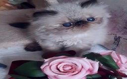 Persiano gatti in vendita: Cucciolo persiano a Città Metropolitana di Torino - Immagine 1