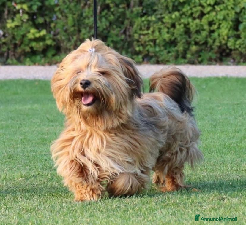 Volpino Italiano cani Adozione urgente per cagnolini piccola taglia - Annuncio 1