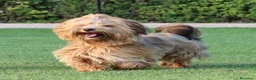 Volpino Italiano cani in regalo: Adozione urgente per cagnolini piccola taglia - Annuncio 1