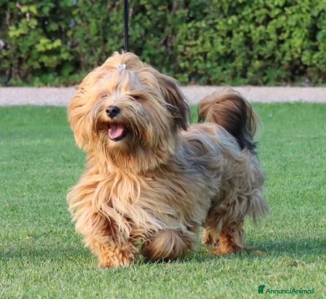 Volpino Italiano cani in regalo: Adozione urgente per cagnolini piccola taglia - Annuncio 1