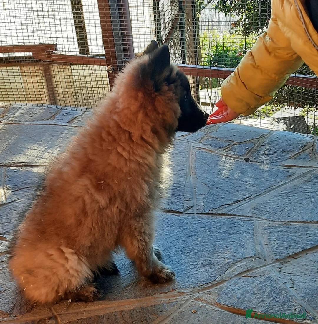 Pastore Belga cani in vendita: Cucciolo Pastore Belga Tervueren - Annuncio 3