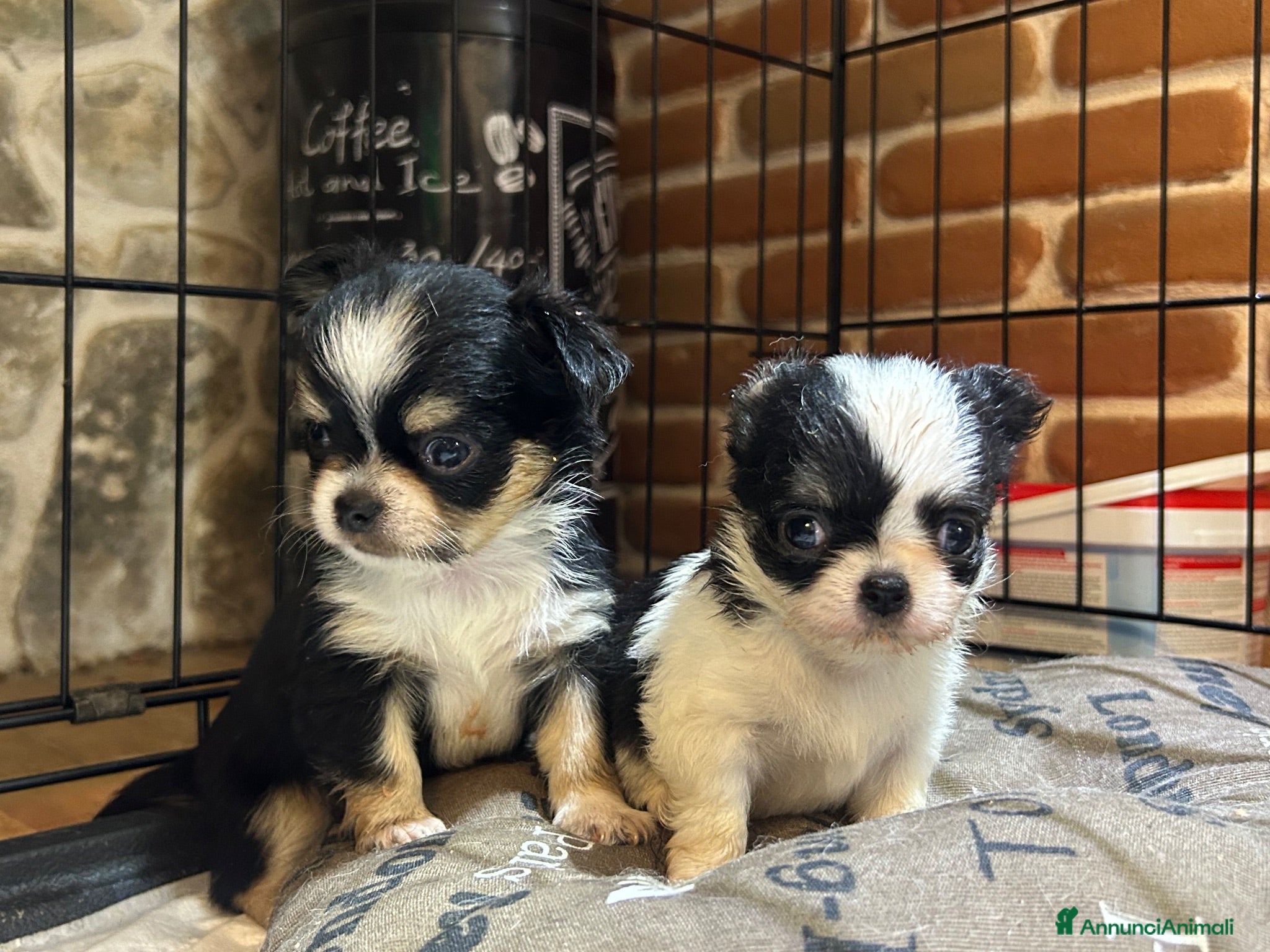 Chihuahua cani Chihuahua pedigree Enci - DNA depositato  - Annuncio 4