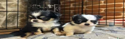 Chihuahua cani in vendita: Chihuahua pedigree Enci - DNA depositato  - Annuncio 1