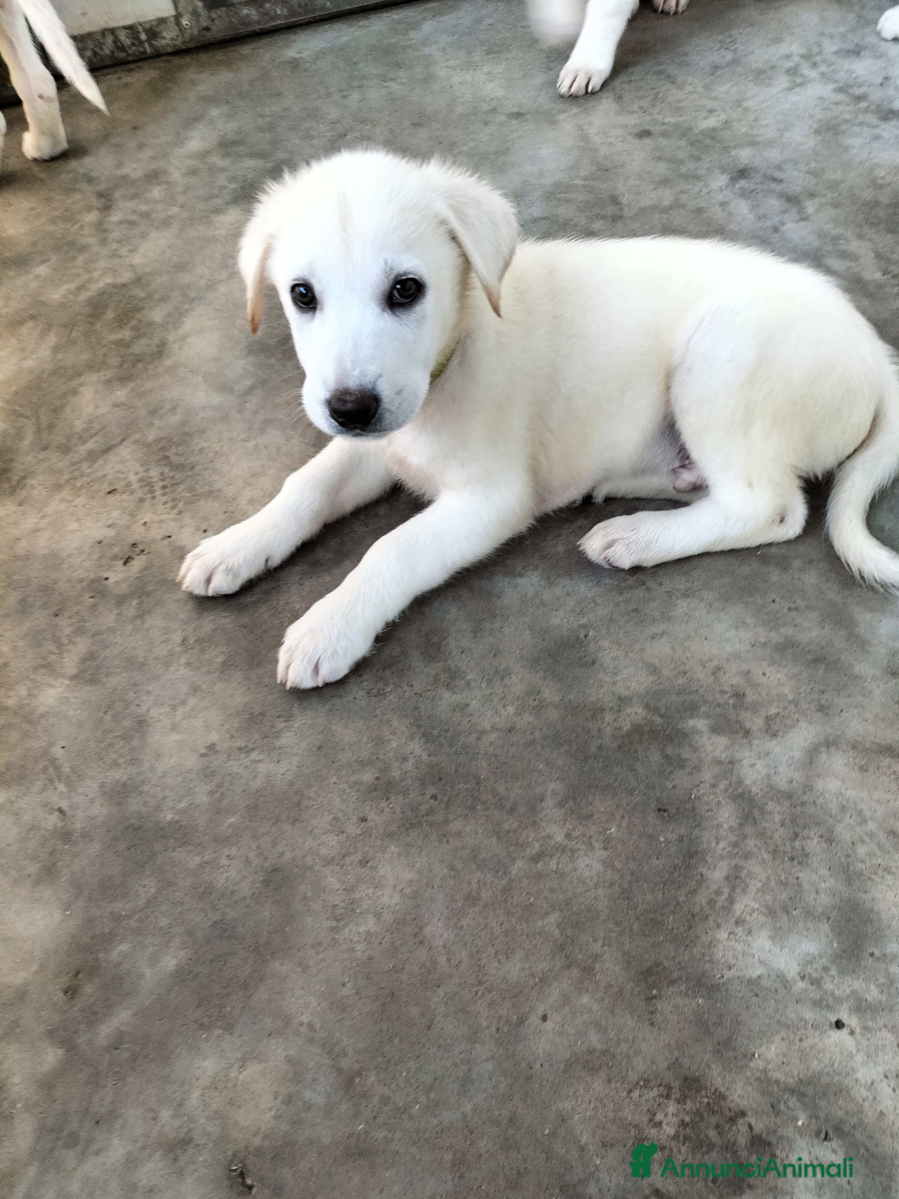 Meticcio cani Zeus splendido cucciolo taglia medio grande - Annuncio 22