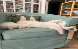 Scottish gatti per accoppiamento: Scottish Straight per accoppiamento  a Provincia di Varese - Immagine 5