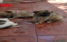 Pastore Tedesco cani in regalo: Regali cuccioli Ragalna (Ct)  - Immagine 2