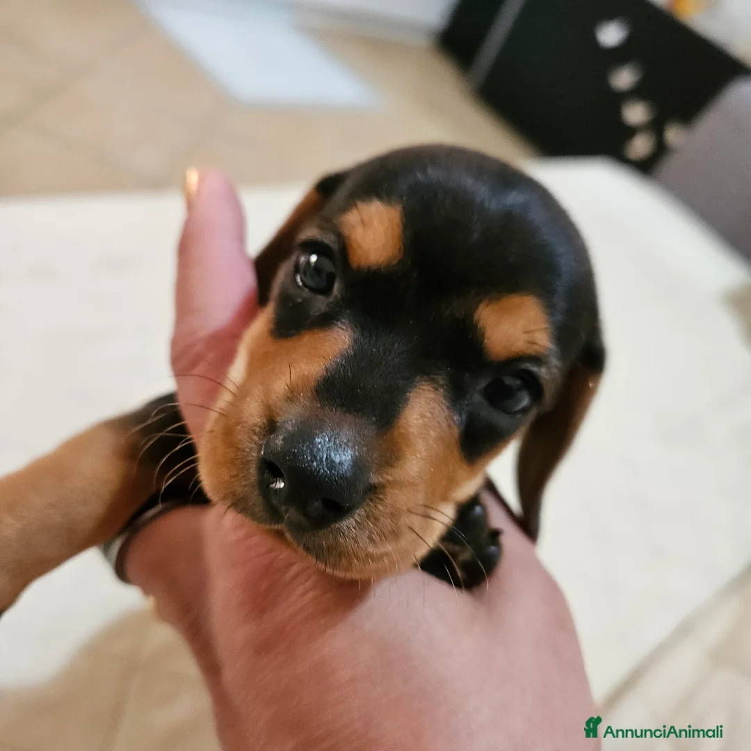 Bassotto cani in vendita: Bassotto nano kaninchen  - Annuncio 4