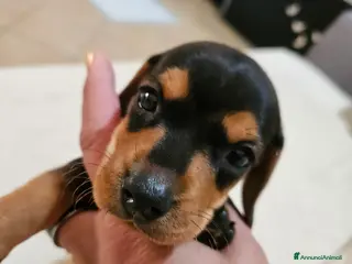 Bassotto cani Bassotto nano kaninchen - Annuncio 30