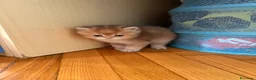 British gatti in vendita: British maschi  - Annuncio 2