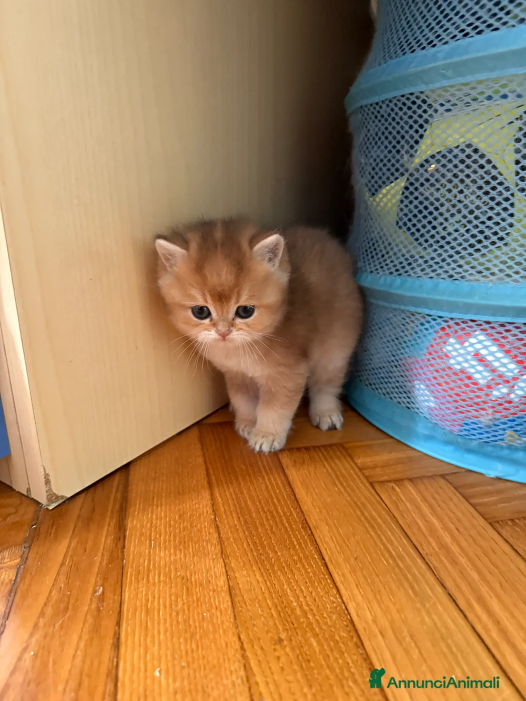 British gatti in vendita: British maschi  - Annuncio 2